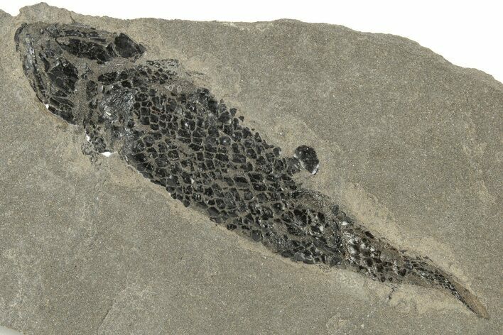 Devonian Lobed-Fin Fish (Osteolepis) Fossil - Scotland #231965